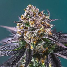 Strawberry Silver auto feminised (Errors Seeds)