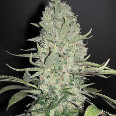Super Bud Gold auto feminised (Errors Seeds)