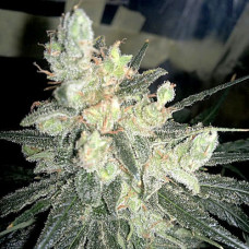 Super Lime Haze Silver auto feminised (Errors Seeds)