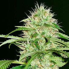 Super Mazar Silver auto feminised (Errors Seeds)