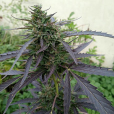Super Skunk Silver auto feminised (Errors Seeds)