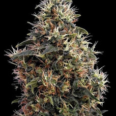 Sweety Mango Silver auto feminised (Errors Seeds)