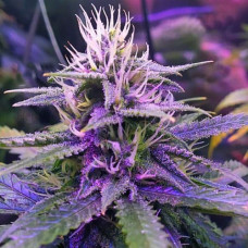 Tangarine Dream Silver auto feminised (Errors Seeds)