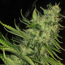 Tutankhaton Silver auto feminised (Errors Seeds)