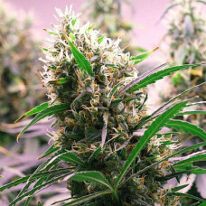 Ultimate Silver auto feminised (Errors Seeds)