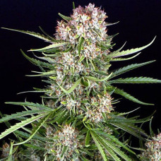 Wedding Cake Silver auto feminised (Errors Seeds)