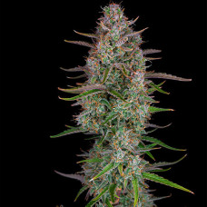 Wedding Cheesecake Silver auto feminised (Errors Seeds)