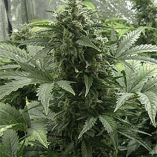 White Dwarf Gold auto feminised (Errors Seeds)