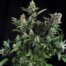 White Widow Silver auto feminised (Errors Seeds)