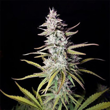 Xtreme Silver auto feminised (Errors Seeds)
