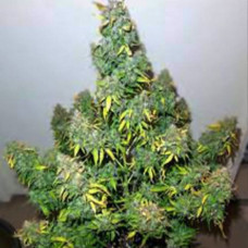 Zkittlez Silver auto feminised (Errors Seeds)