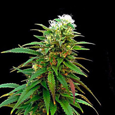 Zkittlez Gold auto feminised (Errors Seeds)