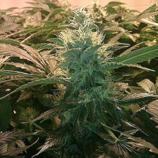 Acid Silver auto regular (Errors Seeds)