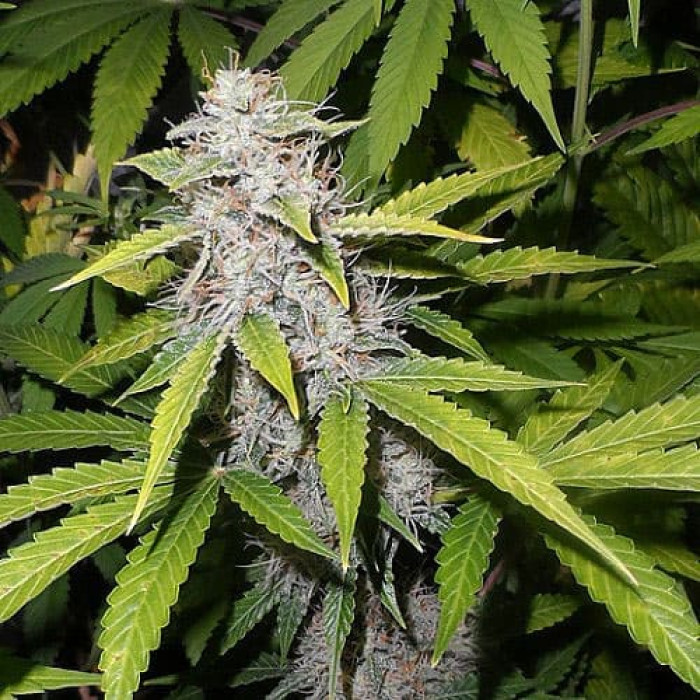 Семена конопли Afghani Silver autoreg. Errors Seeds