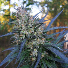 Blueberry Bliss Silver auto regular (Errors Seeds)