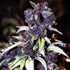 Blueberry Silver auto regular (Errors Seeds)