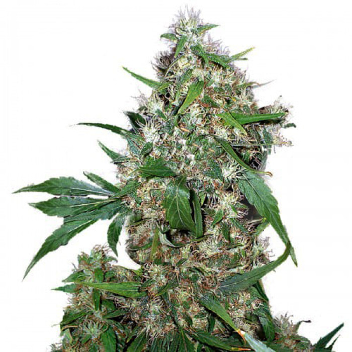 Семена конопли Critical Silver autoreg. Errors Seeds