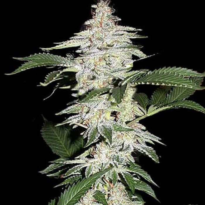 Насіння коноплі Crystal METH Silver autoreg. Errors Seeds