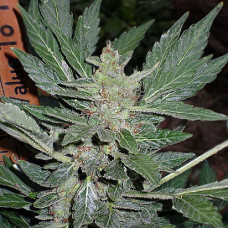 Dr. Feelgood Silver auto regular (Errors Seeds)