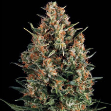 English Special Silver auto regular (Errors Seeds)