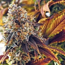 Gagarin Silver auto regular (Errors Seeds)