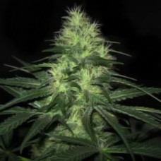 Lowryder2 Silver auto regular (Errors Seeds)