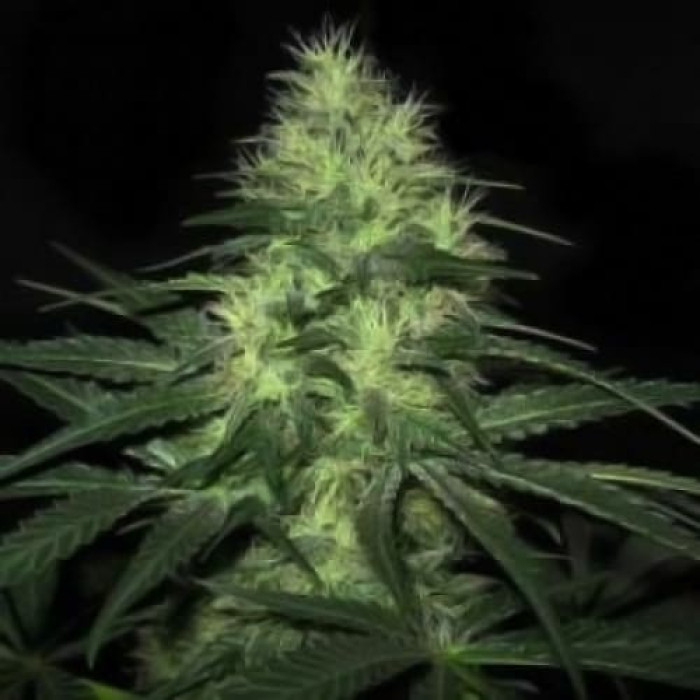 Семена конопли Lowryder2 Silver autoreg. Errors Seeds