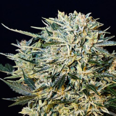 Maxi Gom Silver auto regular (Errors Seeds)