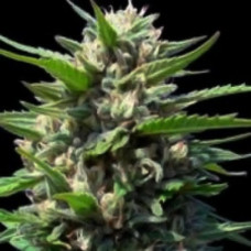 Northern Lights Silver auto regular (Errors Seeds)