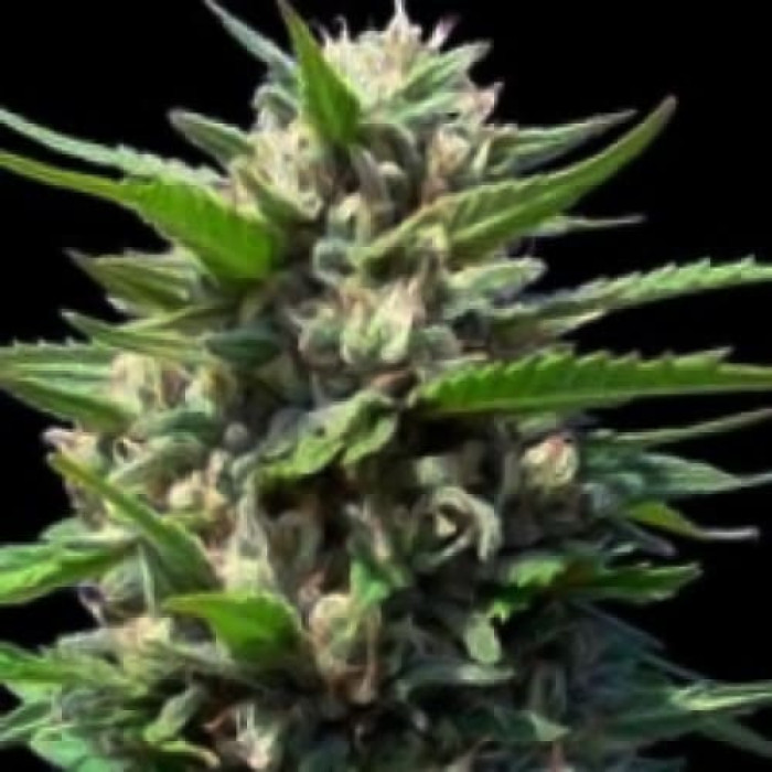 Семена конопли Northern Lights Silver autoreg. Errors Seeds