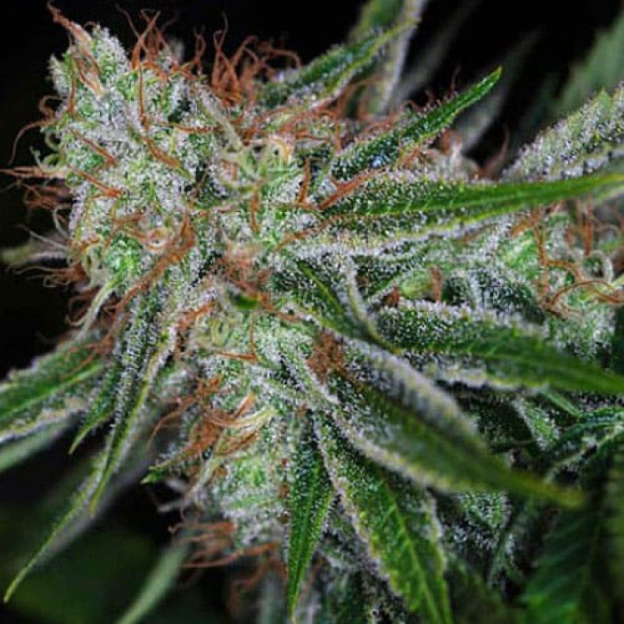 Семена конопли Pandora Silver autoreg. Errors Seeds