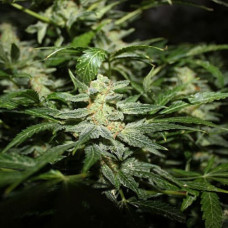 Power Plant Silver auto regular (Errors Seeds)