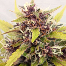 Purple Ryder Silver auto regular (Errors Seeds)