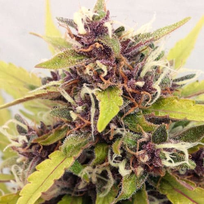 Семена конопли Purple Ryder Silver autoreg. Errors Seeds