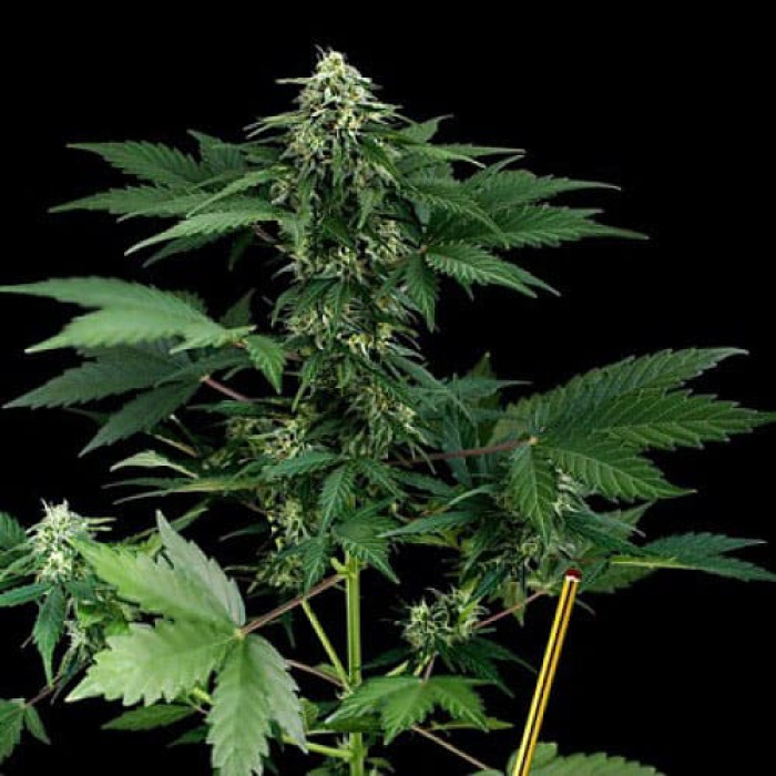Семена конопли Roadrunner Silver autoreg. Errors Seeds