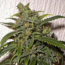 Santa Silver auto regular (Errors Seeds)