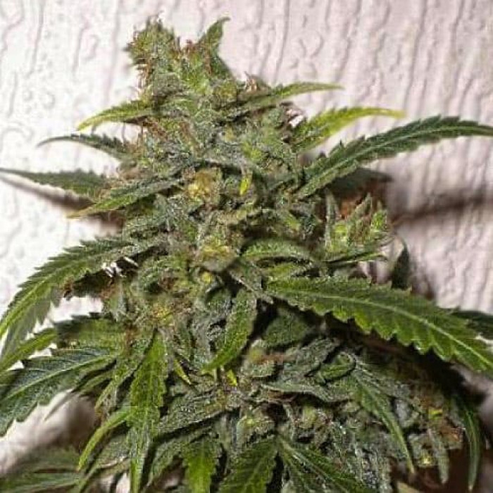 Семена конопли Santa Silver autoreg. Errors Seeds