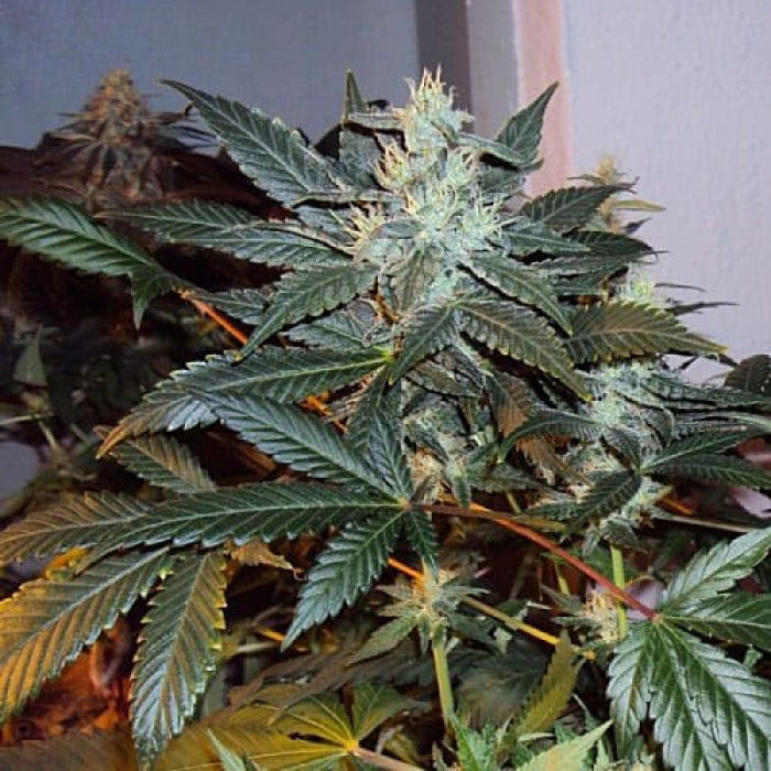 Семена конопли Skunk#1 Silver autoreg. Errors Seeds