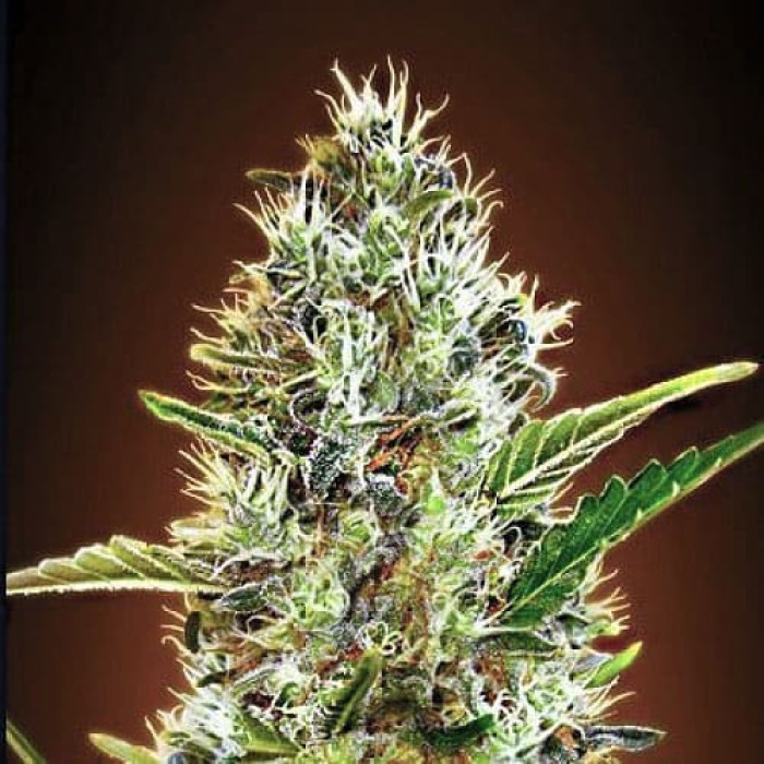 Семена конопли Somango Silver autoreg. Errors Seeds