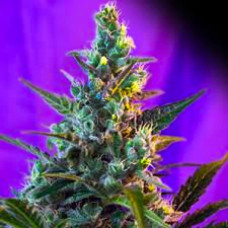 Sugar Skunk Silver auto regular (Errors Seeds)