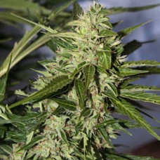 Super Mazar Silver auto regular (Errors Seeds)