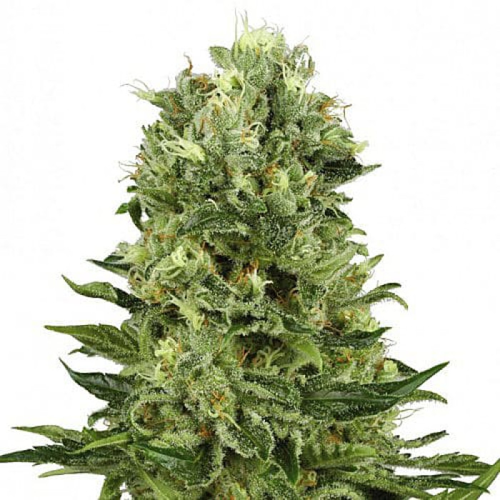 Семена конопли Super Skunk Silver autoreg. Errors Seeds