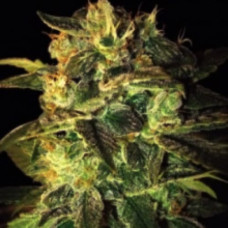 Sweety Mango Silver auto regular (Errors Seeds)