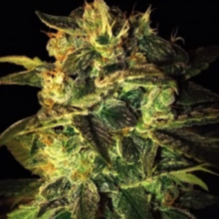 Семена конопли Sweety Mango Silver autoreg. Errors Seeds