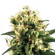 White Haze Silver auto regular (Errors Seeds)