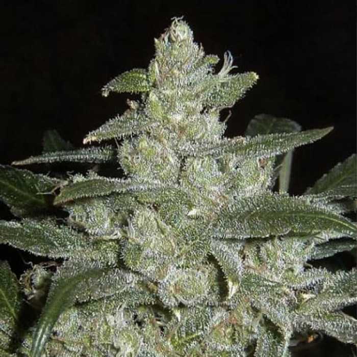 Семена конопли White Widow Silver autoreg. Errors Seeds
