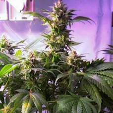 Top44 Gold feminised (Errors Seeds)