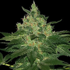 Afghan Kush Gold feminised (Errors Seeds)