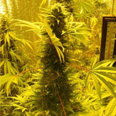 AK-47 Gold feminised (Errors Seeds)