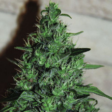 AK Gold feminised (Errors Seeds)